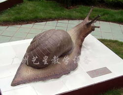生物模型蝸牛 教學演示中的理想工具與貿易前景